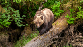 Kanada British Columbia Grizzly Bär Regenwald iStock Scott Canning